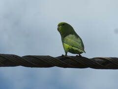 Forpus xanthopterygius