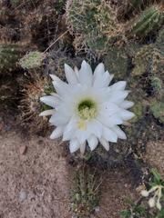 Trichocereus candicans