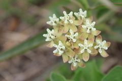 Asclepias mellodora