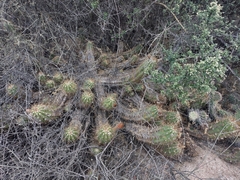 Trichocereus candicans
