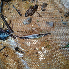 Luciocephalus pulcher