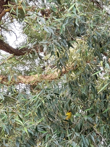 Baglafecht Weaver