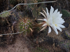Trichocereus candicans