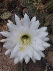 Trichocereus candicans