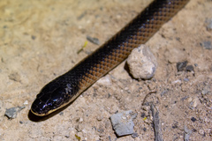 Suta nigriceps