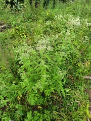 Eupatorium makinoi