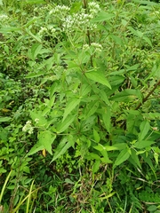 Eupatorium makinoi