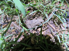 Rhinella major