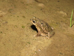 Rhinella major