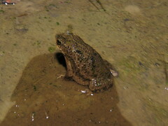 Rhinella major