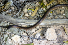 Suta nigriceps