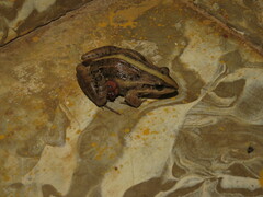 Leptodactylus fuscus