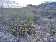 Trichocereus candicans