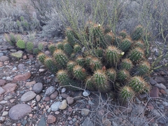 Trichocereus candicans