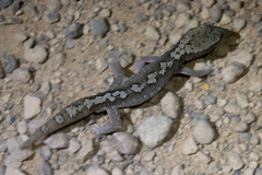 Diplodactylus calcicolus