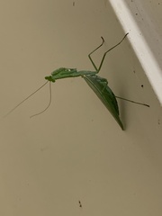 Macromantis nicaraguae