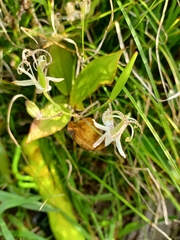 Tricyrtis macropoda