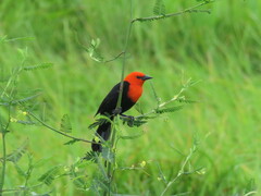 Amblyramphus holosericeus