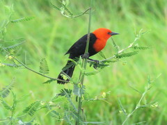 Amblyramphus holosericeus