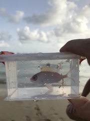 Holocentrus adscensionis