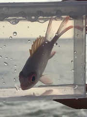 Holocentrus adscensionis