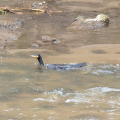Phalacrocorax carbo sinensis