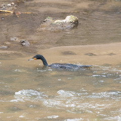 Phalacrocorax carbo sinensis