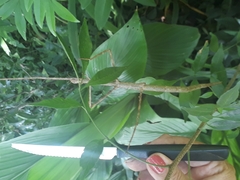 Cladoxerus