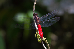 Libellula herculea