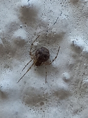 Mimetidae