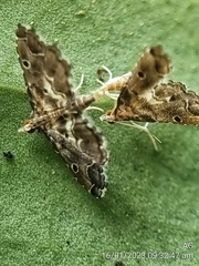 Lathrotelinae