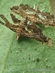 Lathrotelinae