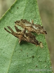 Lathrotelinae