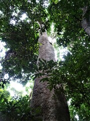 Elaeocarpus angustifolius