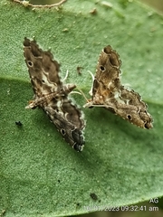 Lathrotelinae