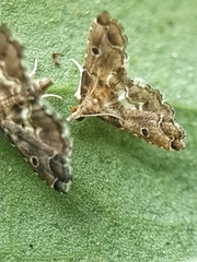 Lathrotelinae