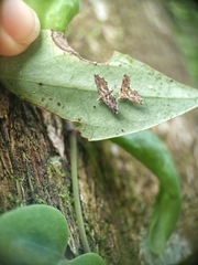 Lathrotelinae