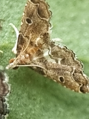 Lathrotelinae