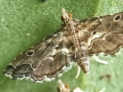Lathrotelinae