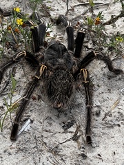 Grammostola pulchripes