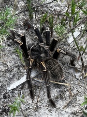 Grammostola pulchripes