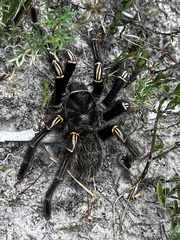 Grammostola pulchripes