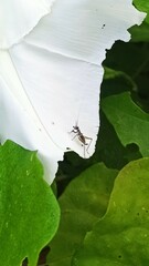 Phylloscyrtus amoenus