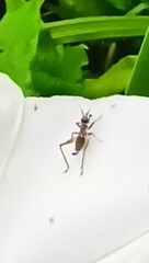 Phylloscyrtus amoenus