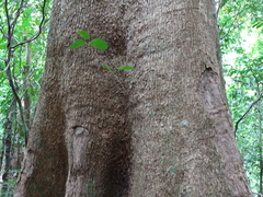 Elaeocarpus angustifolius