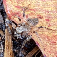 Hortophora