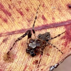 Hortophora