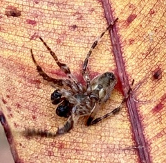 Hortophora