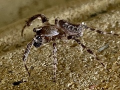 Hortophora