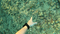 Thalassoma trilobatum